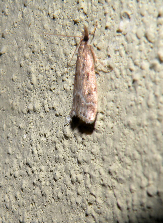 Pempeliella ornatella molto dubbia